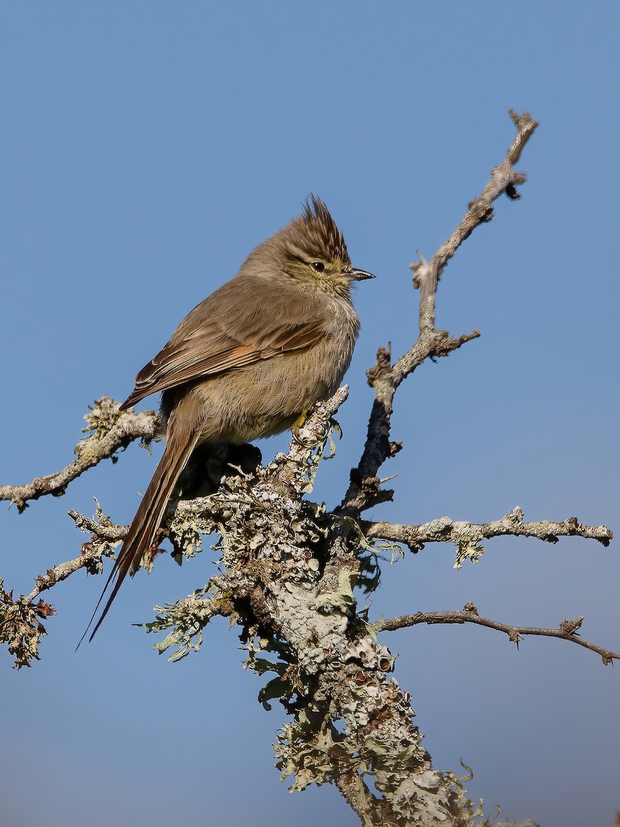 Tufted Tit-Spinetail - ML468165951