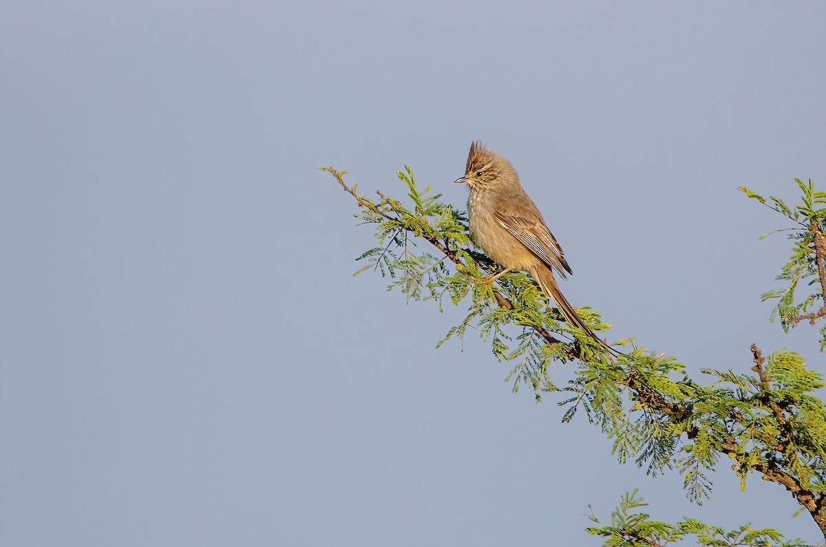 Tufted Tit-Spinetail - ML468165991