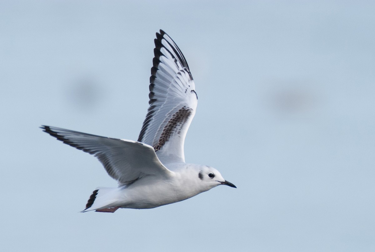 Bonaparte's Gull - Brandon Holden