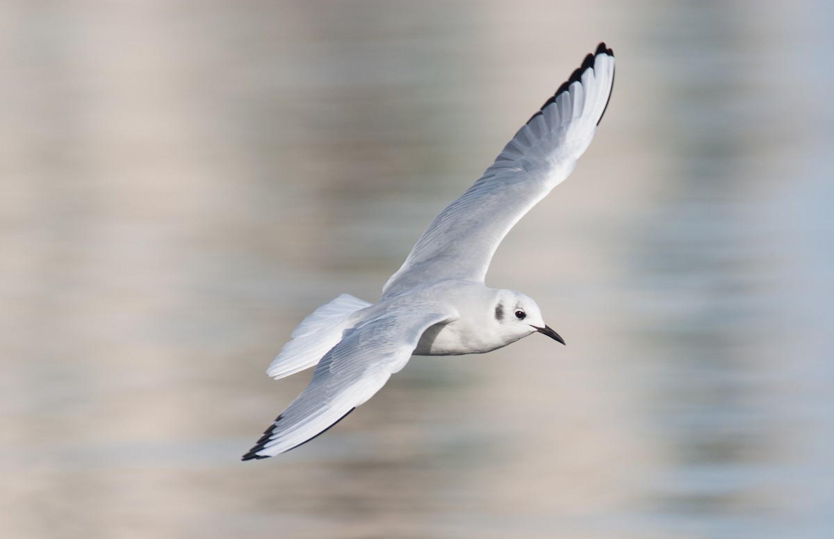 Bonaparte's Gull - Brandon Holden