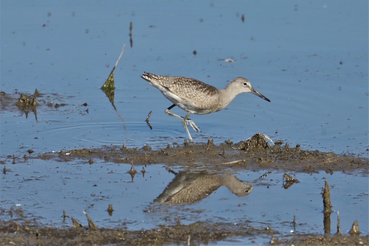 Willet - ML468166331