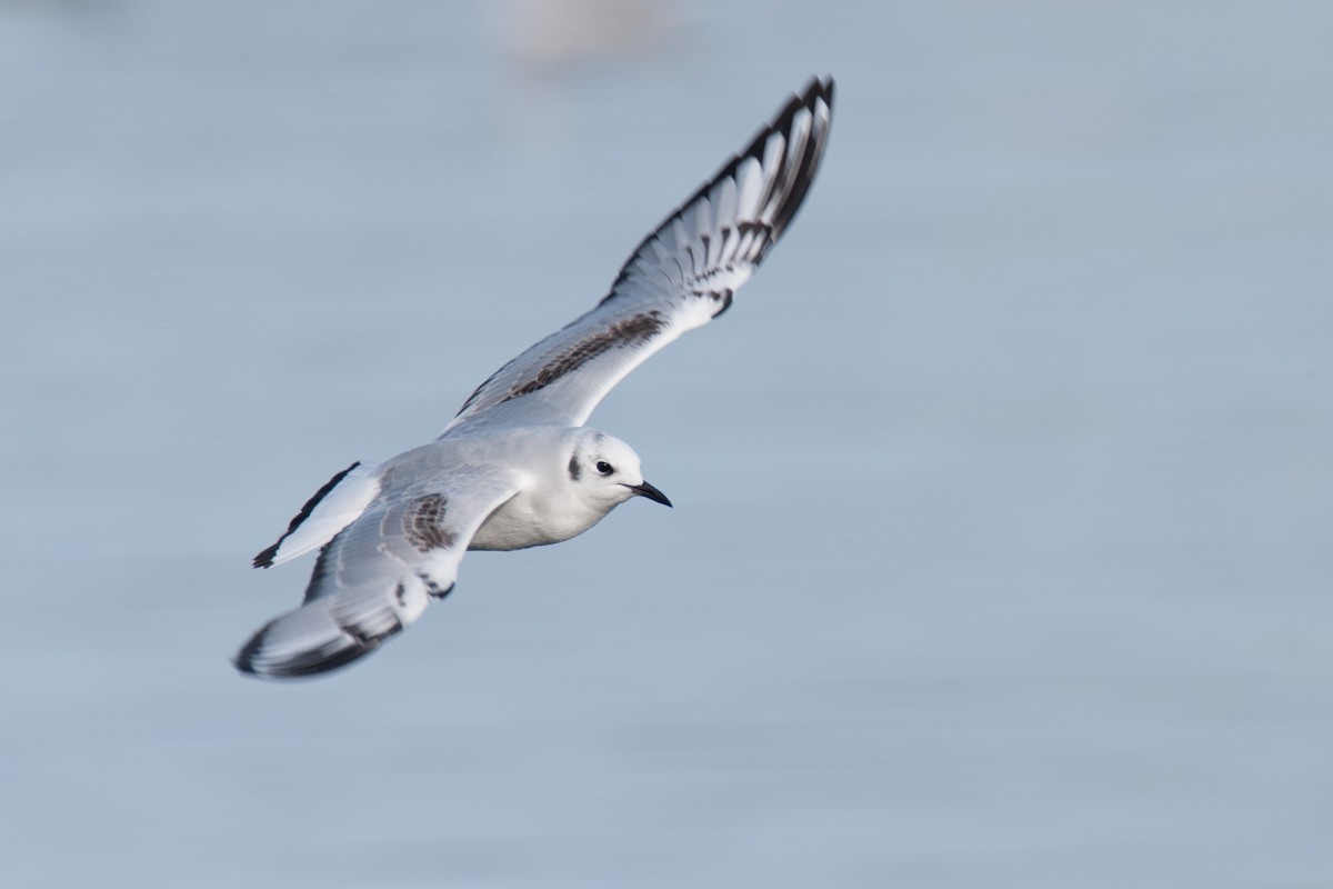 Bonaparte's Gull - Brandon Holden