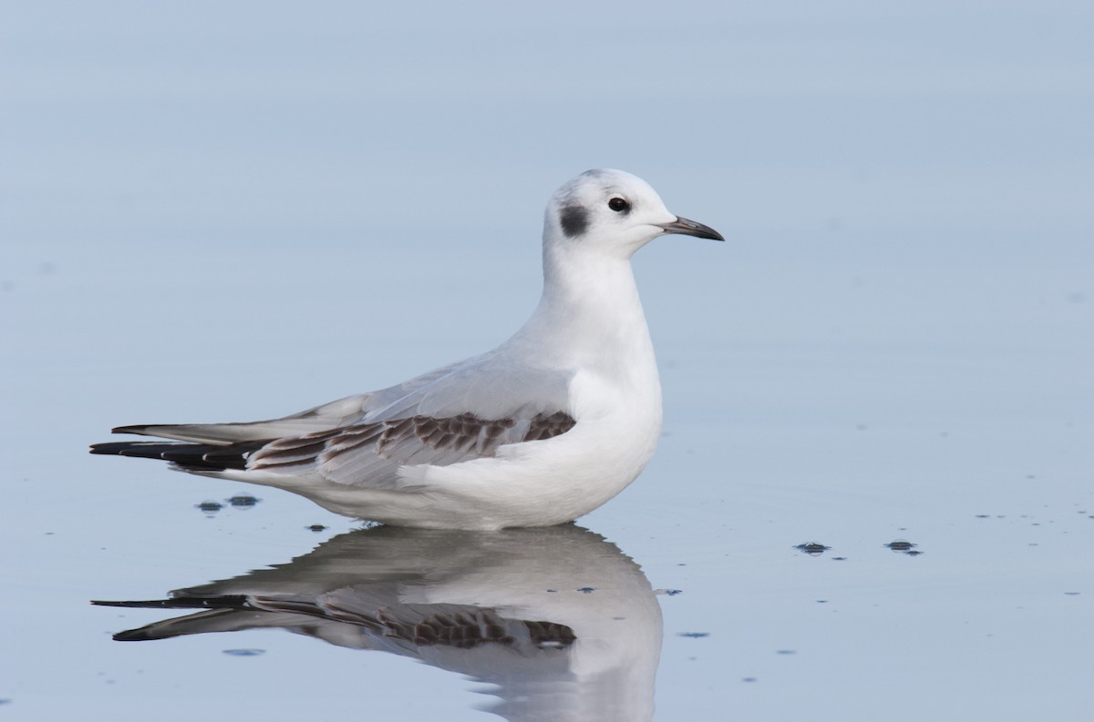 Bonaparte's Gull - Brandon Holden