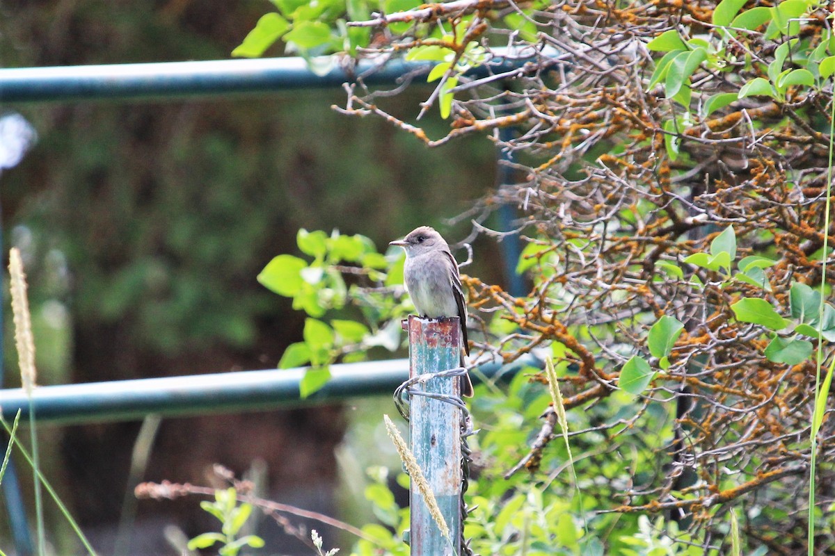 Olive-sided Flycatcher - ML468167311