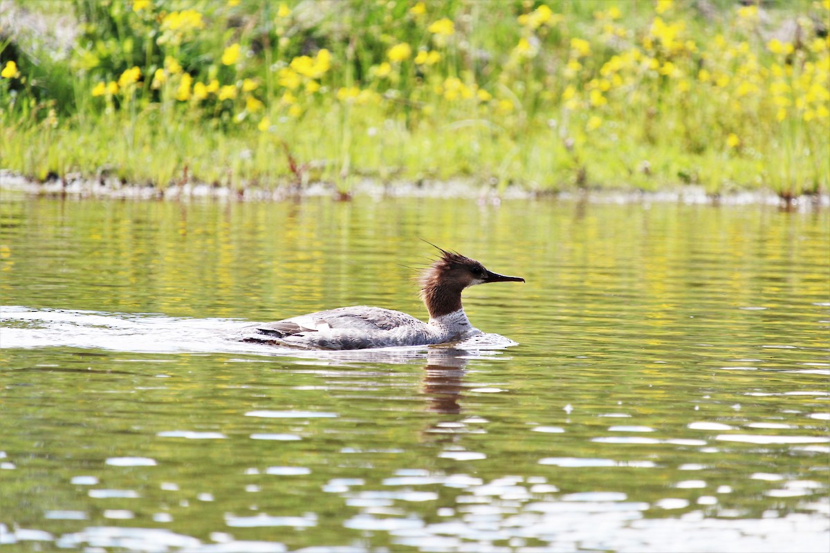 Common Merganser - ML468167371