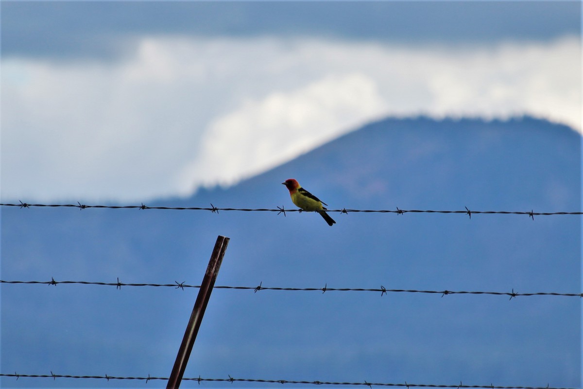 Western Tanager - ML468167431
