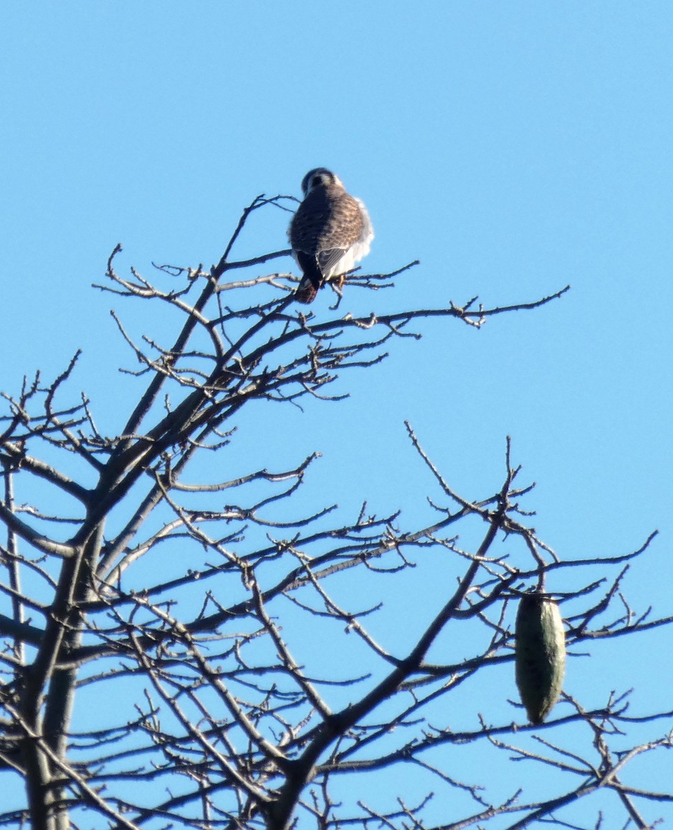 American Kestrel - ML468167781