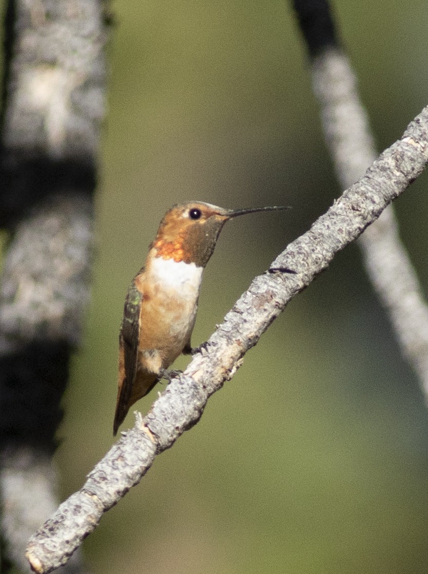 Rufous/Allen's Hummingbird - ML468167881