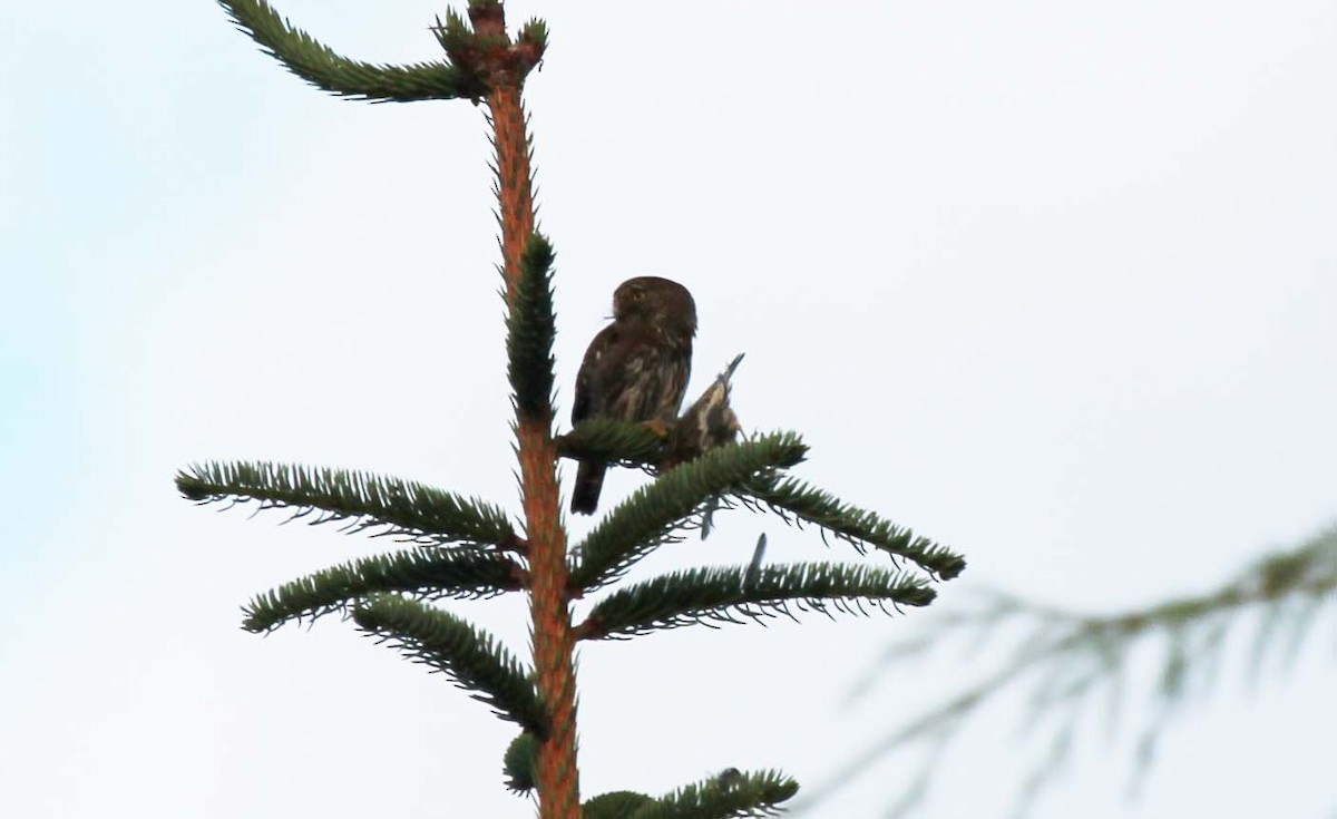 Northern Pygmy-Owl - ML468168351
