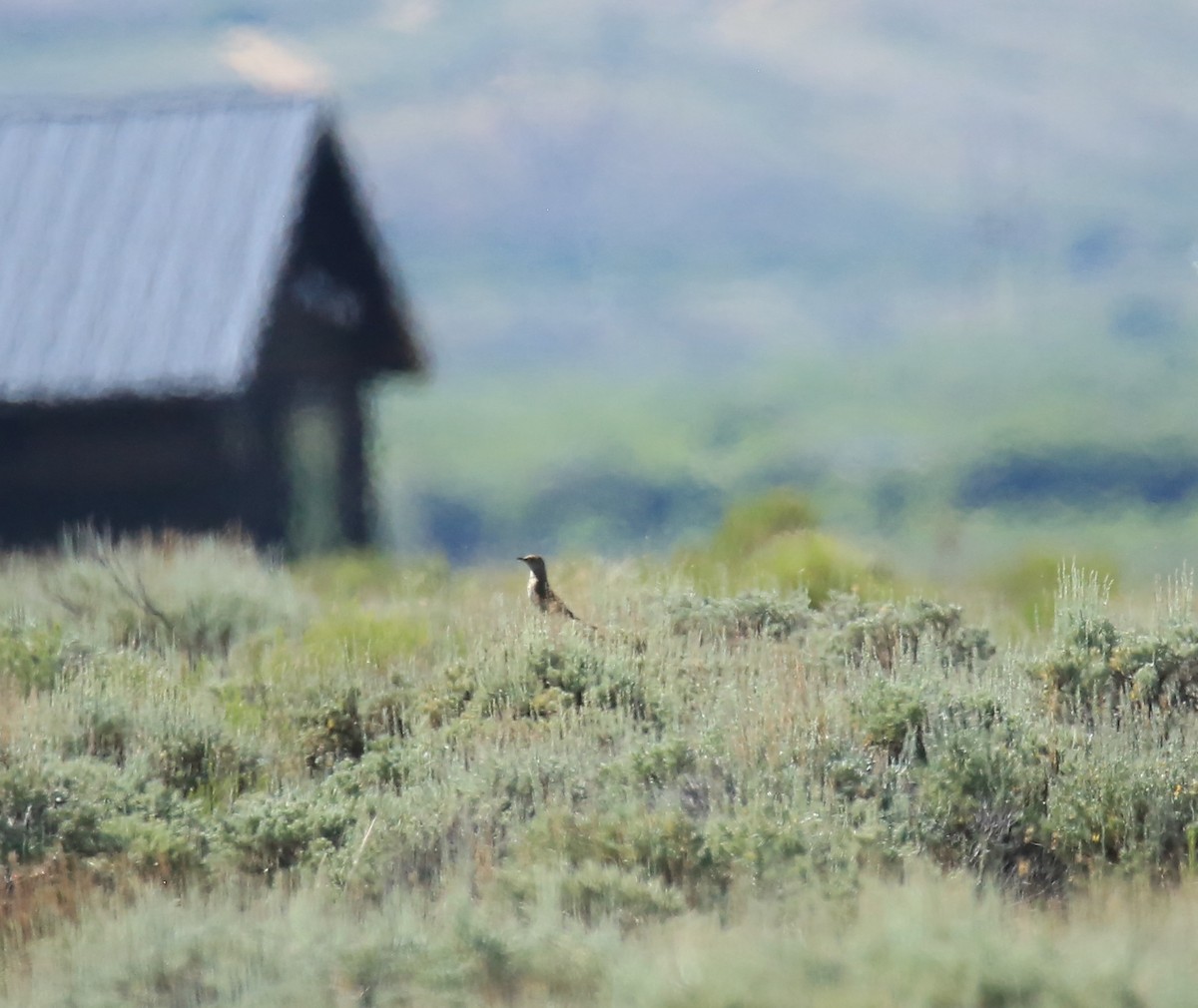 Sage Thrasher - Donna Stumpp