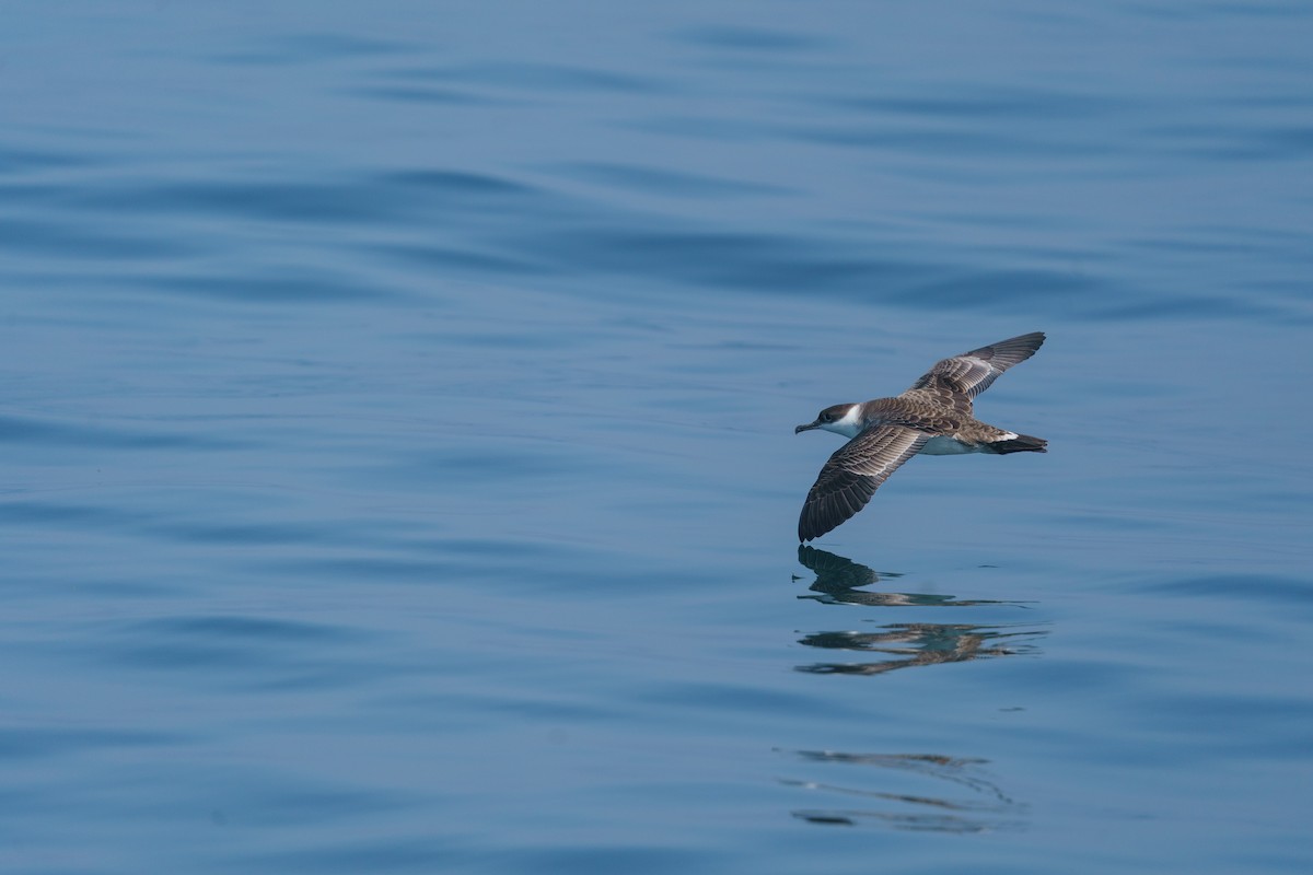 Great Shearwater - ML468169441