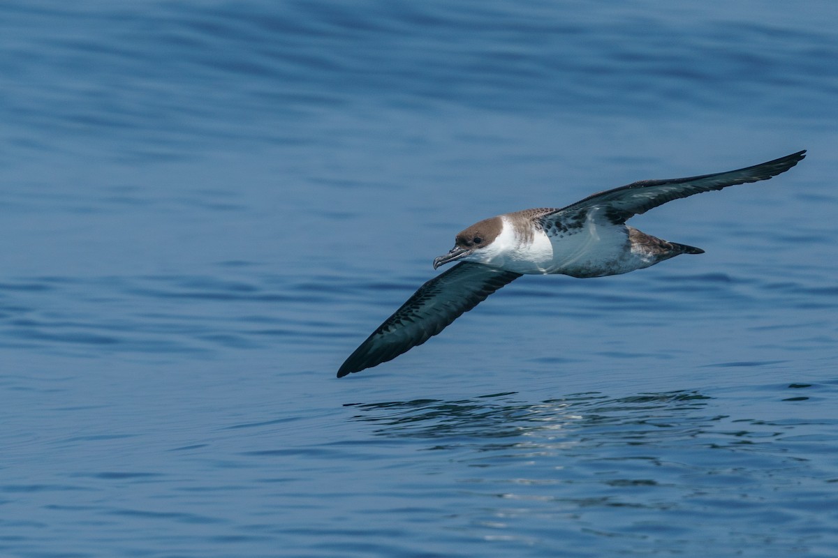 Great Shearwater - ML468169581