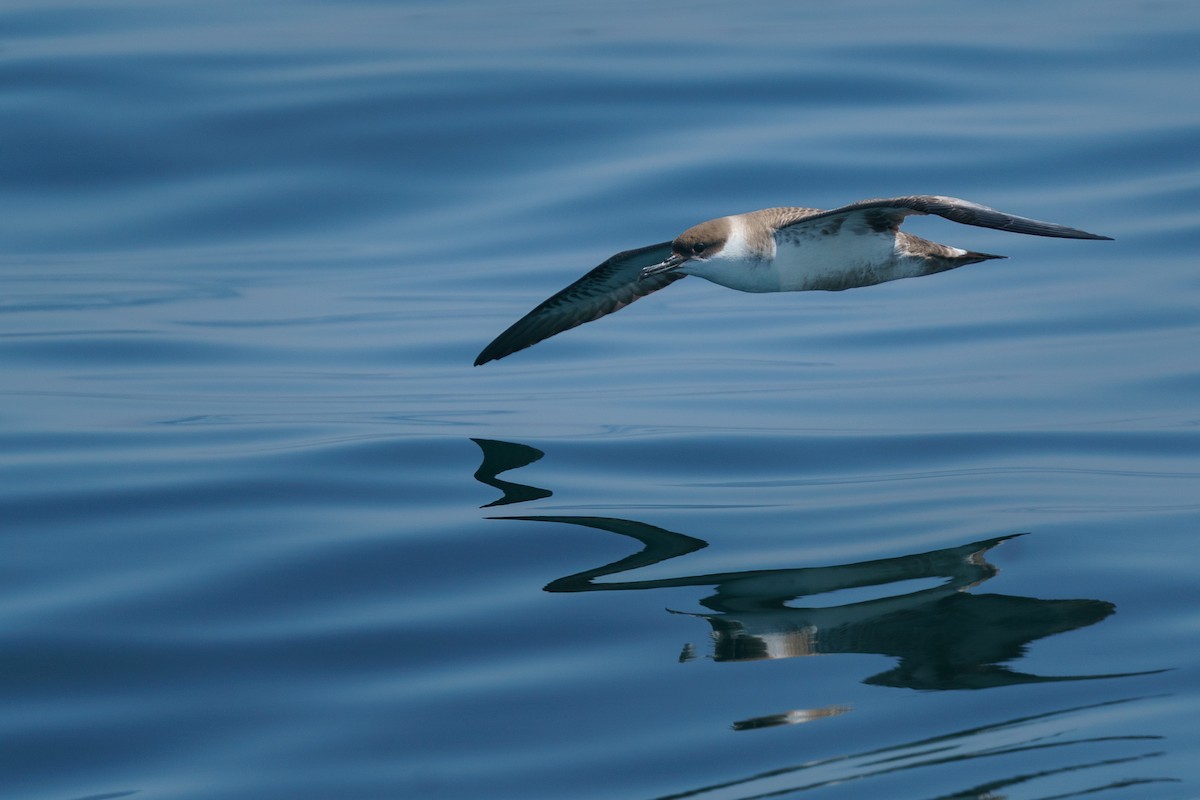 Great Shearwater - ML468169591