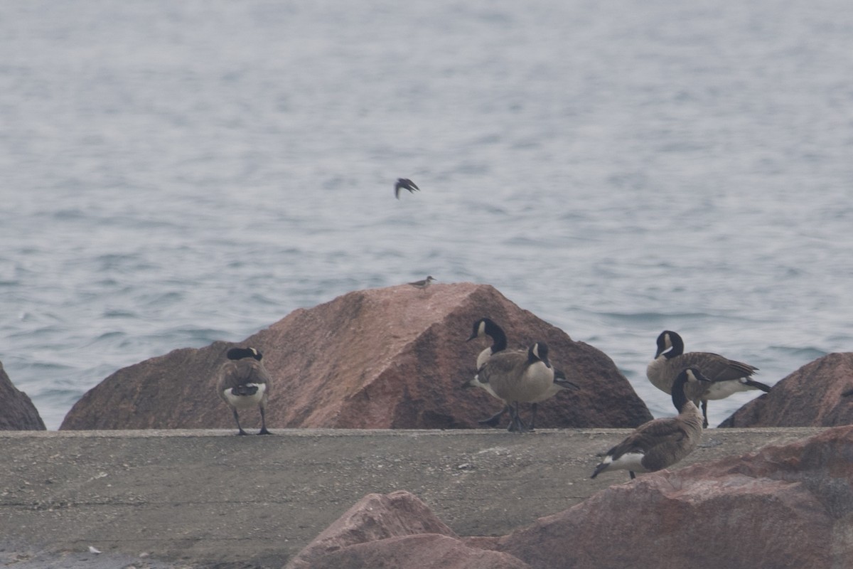 Spotted Sandpiper - ML468171131