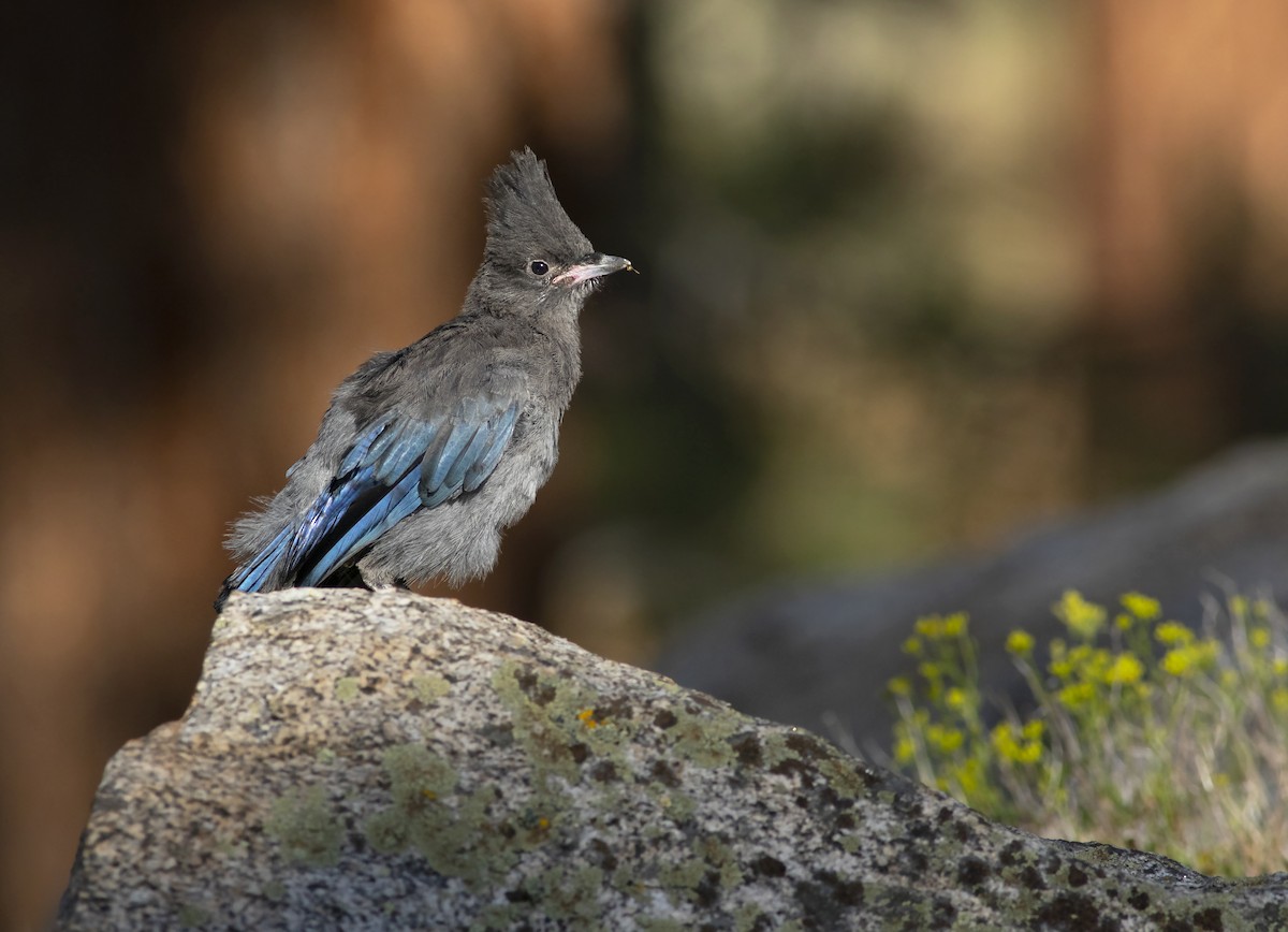 Steller's Jay - ML468171331