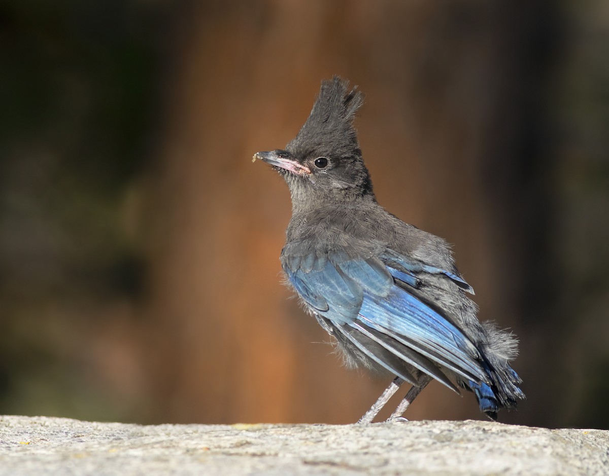 Steller's Jay - ML468171411