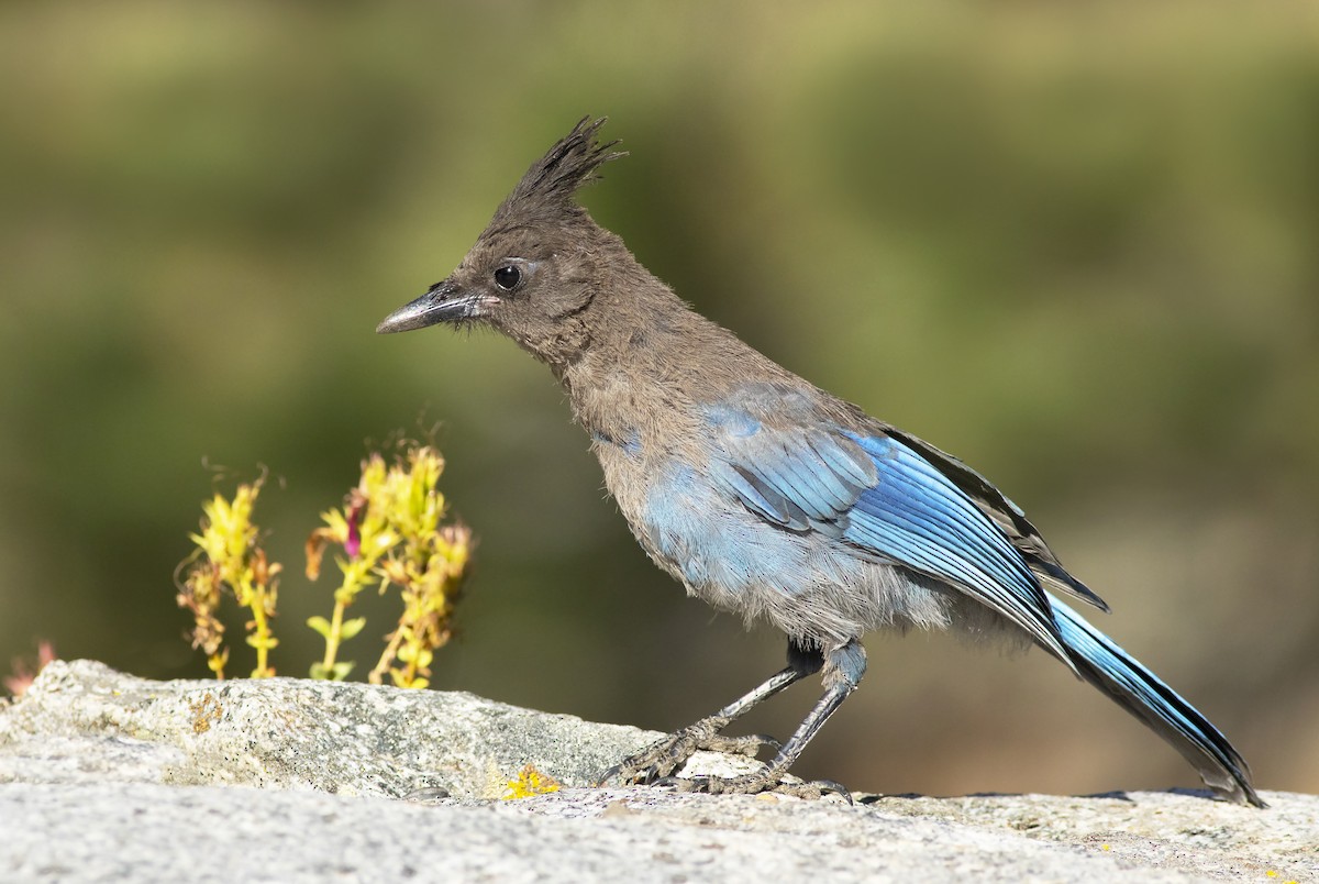 Steller's Jay - ML468171921