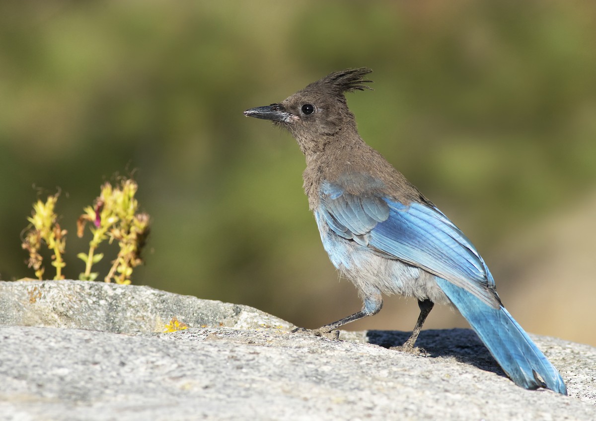 Steller's Jay - ML468172051