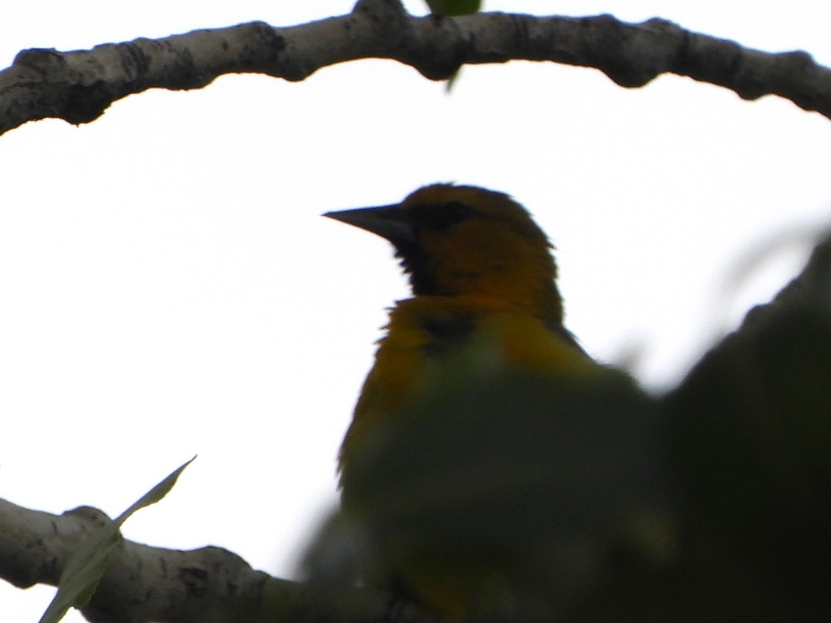 Oriole de Bullock - ML468173441