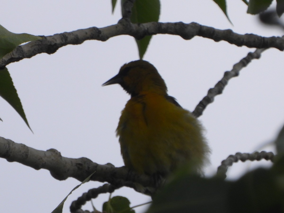 Bullock's Oriole - ML468173501