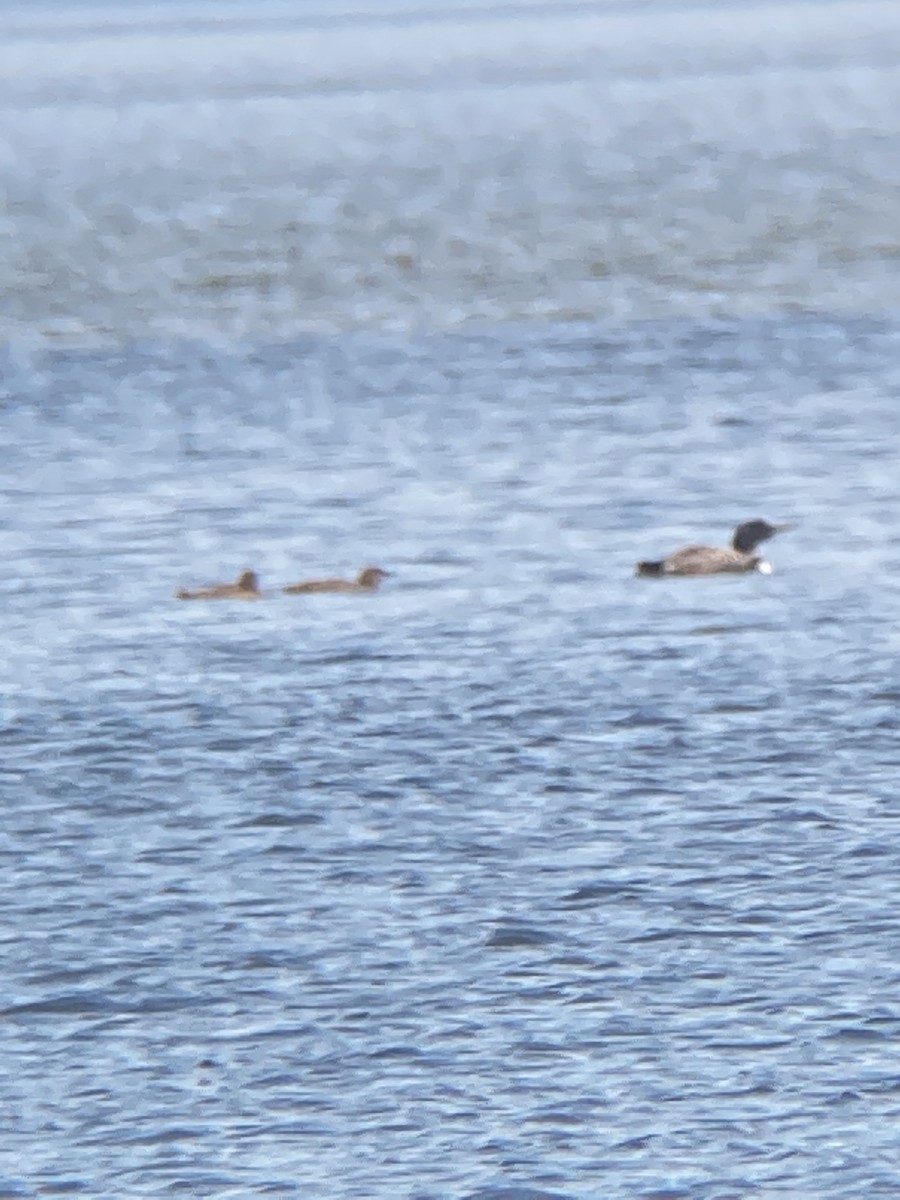 Common Loon - ML468173761