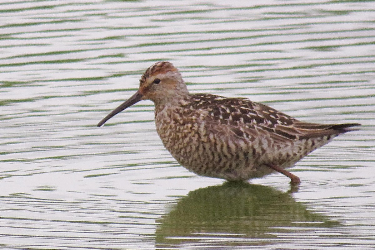 Stilt Sandpiper - ML468174181