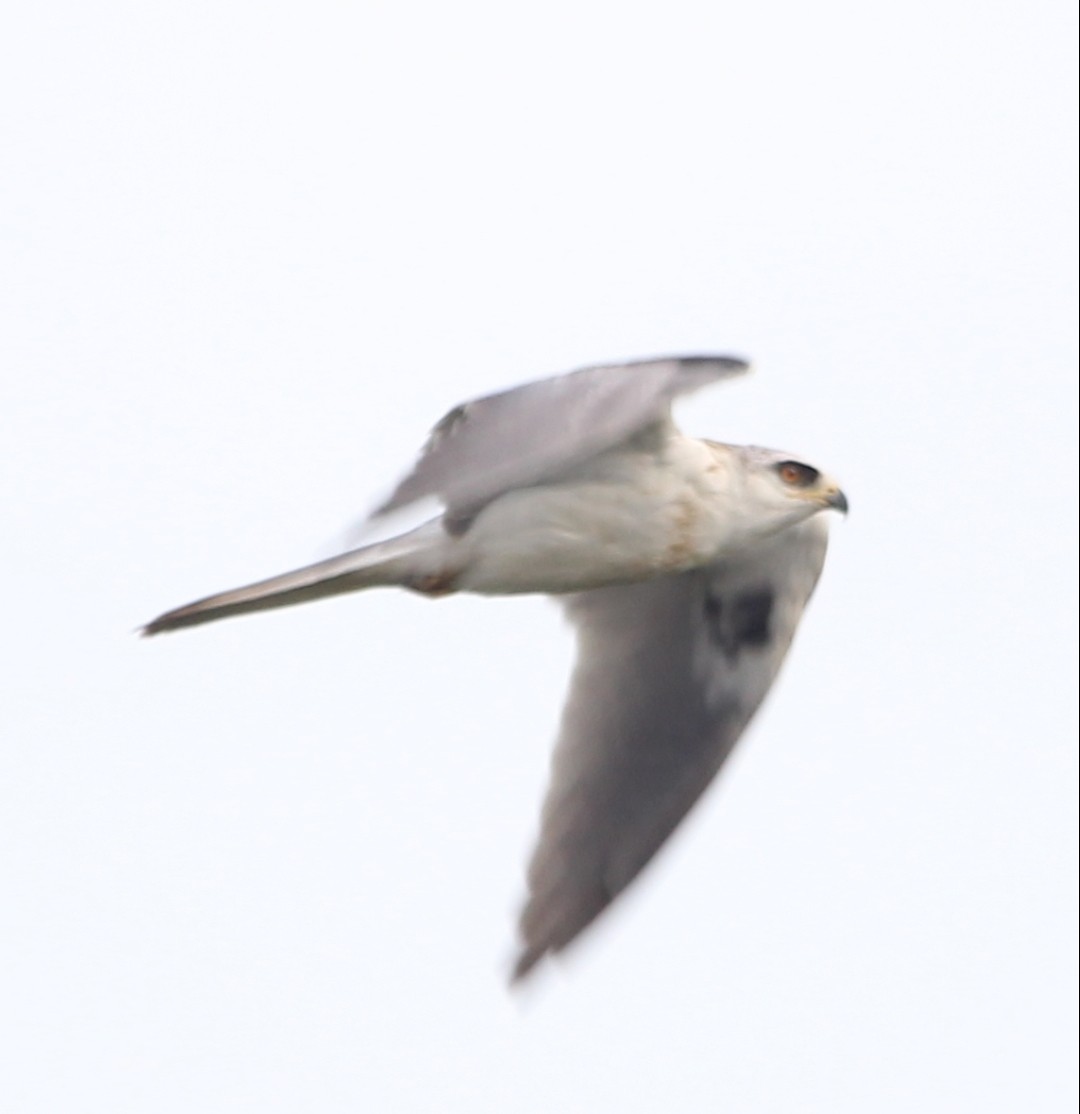 White-tailed Kite - ML468175601
