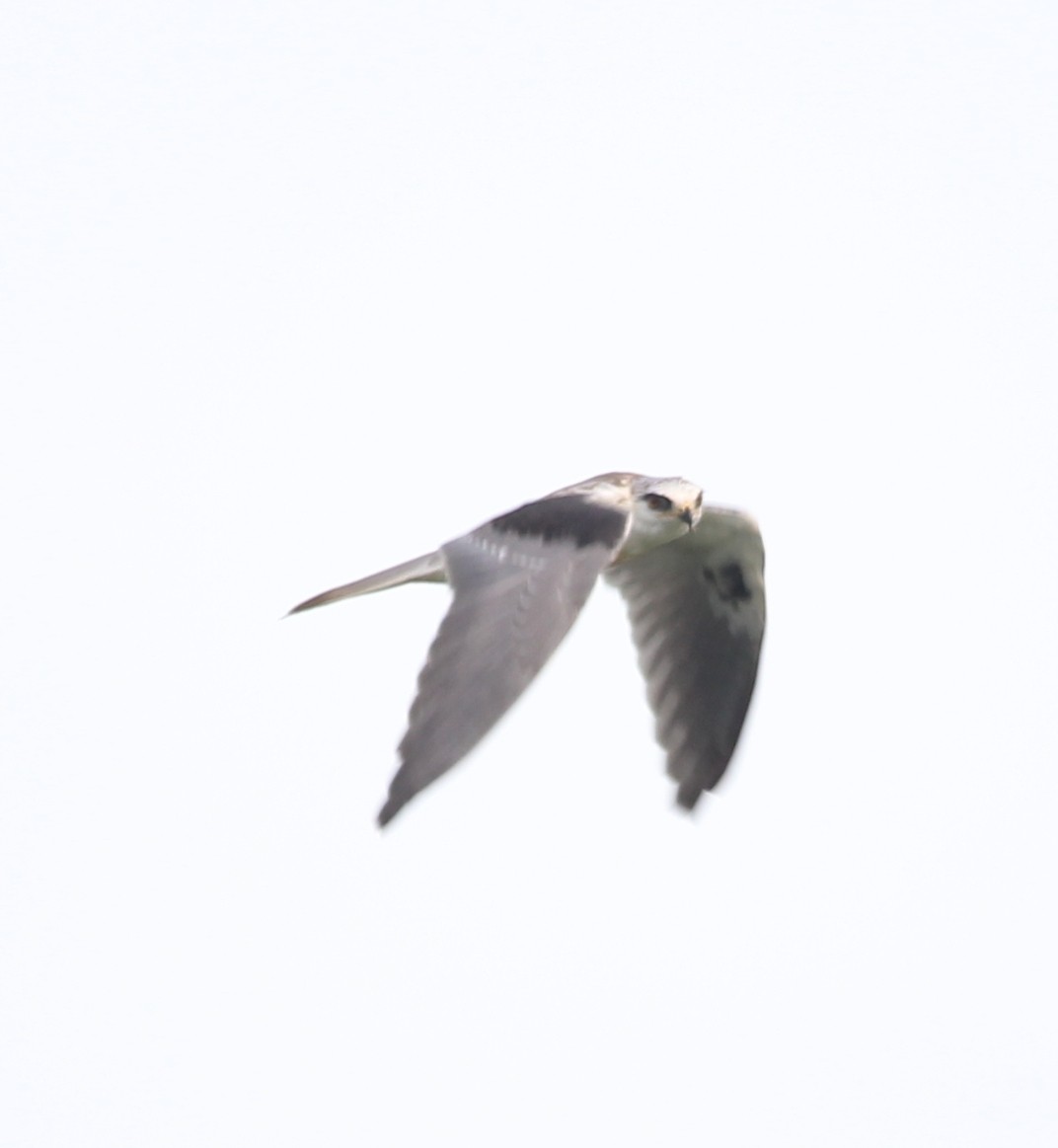White-tailed Kite - ML468175611