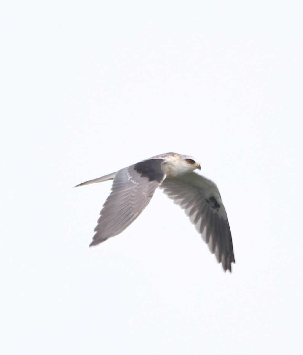 White-tailed Kite - ML468175631