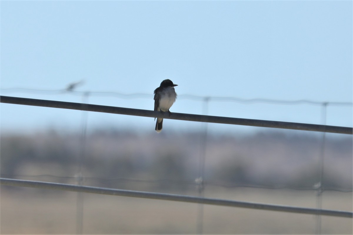 Eastern Kingbird - ML468175791