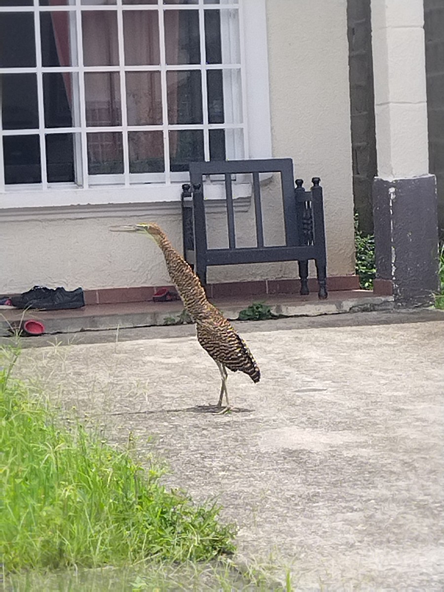 Bare-throated Tiger-Heron - ML468176401