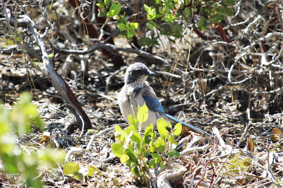 California Scrub-Jay - ML468177871