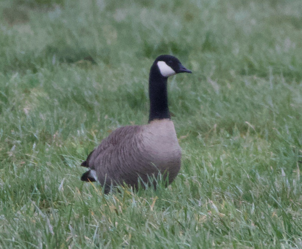 berneška malá (ssp. minima) - ML468177951