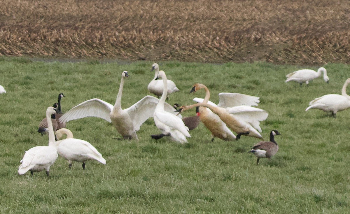 Cisne Trompetero - ML468177981