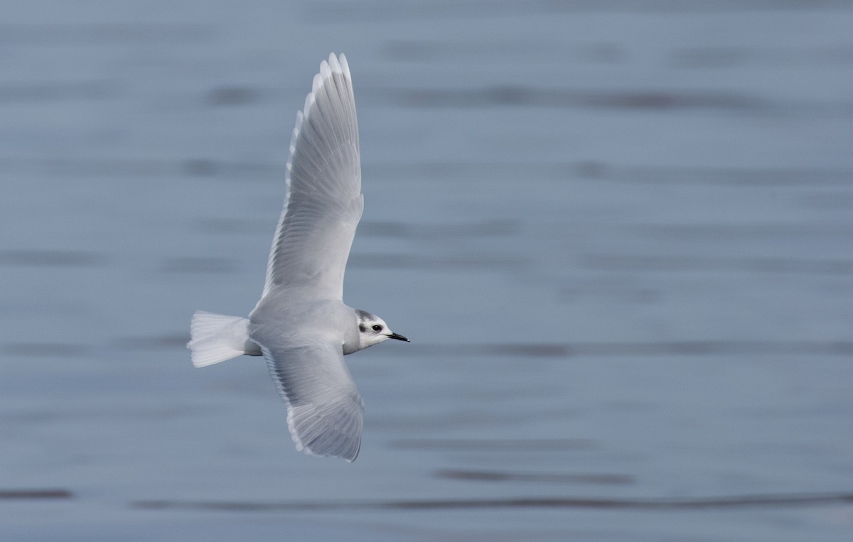 Little Gull - Brandon Holden