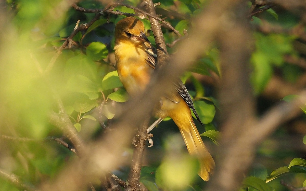 Baltimore Oriole - ML468178211