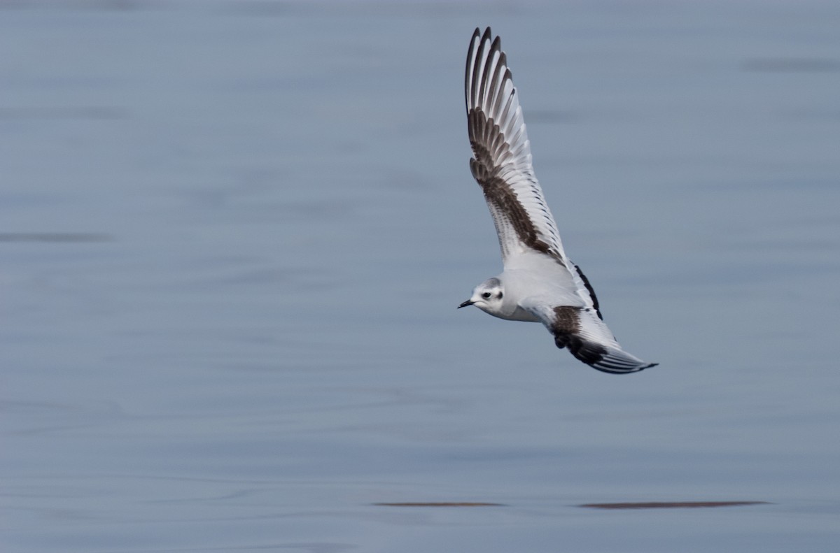 Little Gull - Brandon Holden