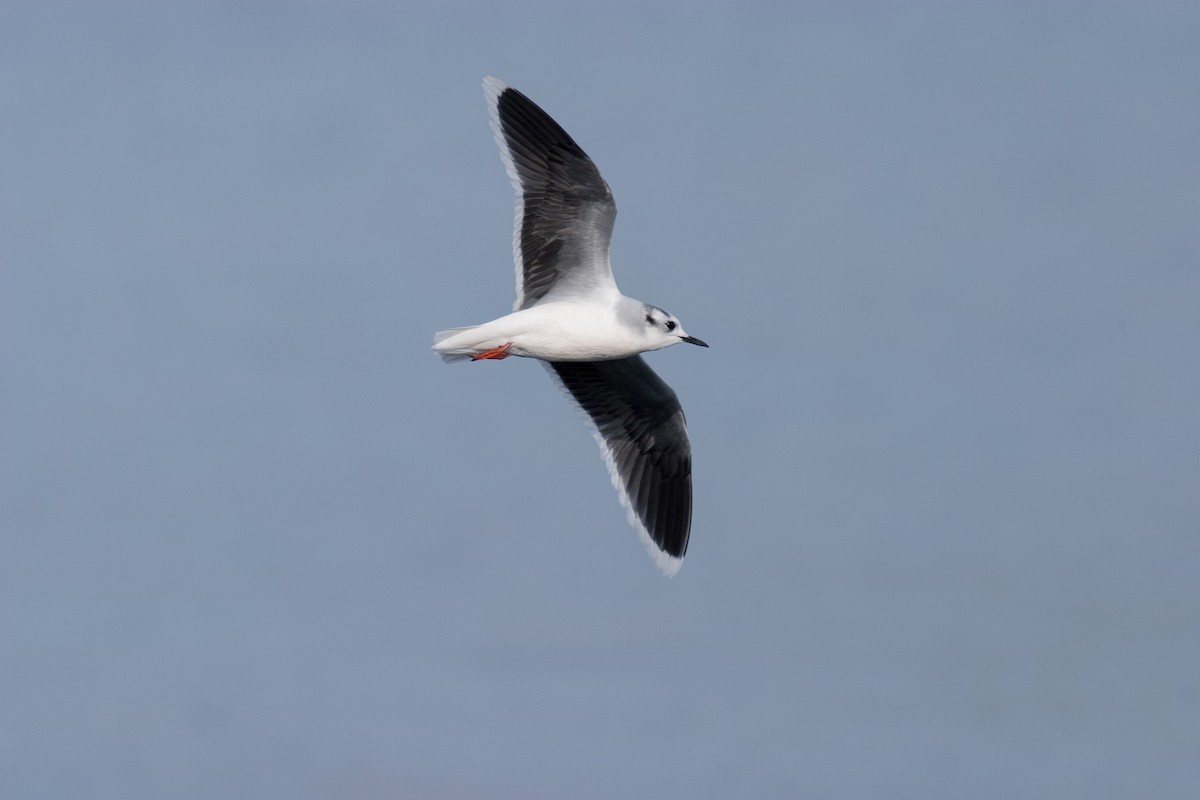 Little Gull - Brandon Holden