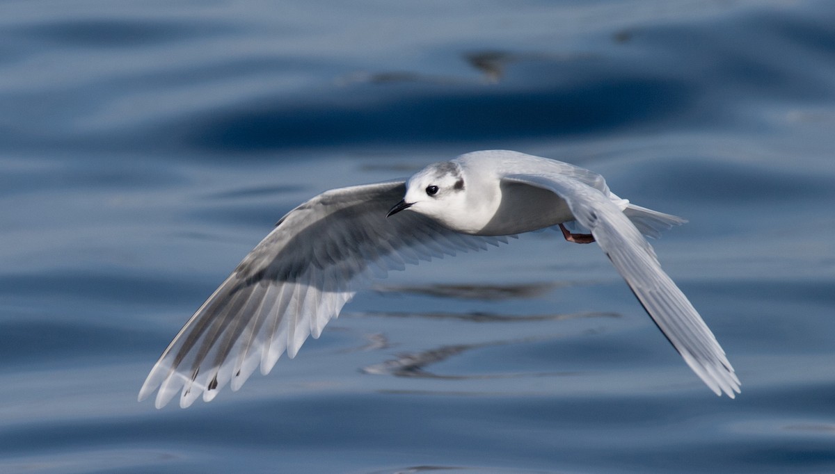 Little Gull - Brandon Holden