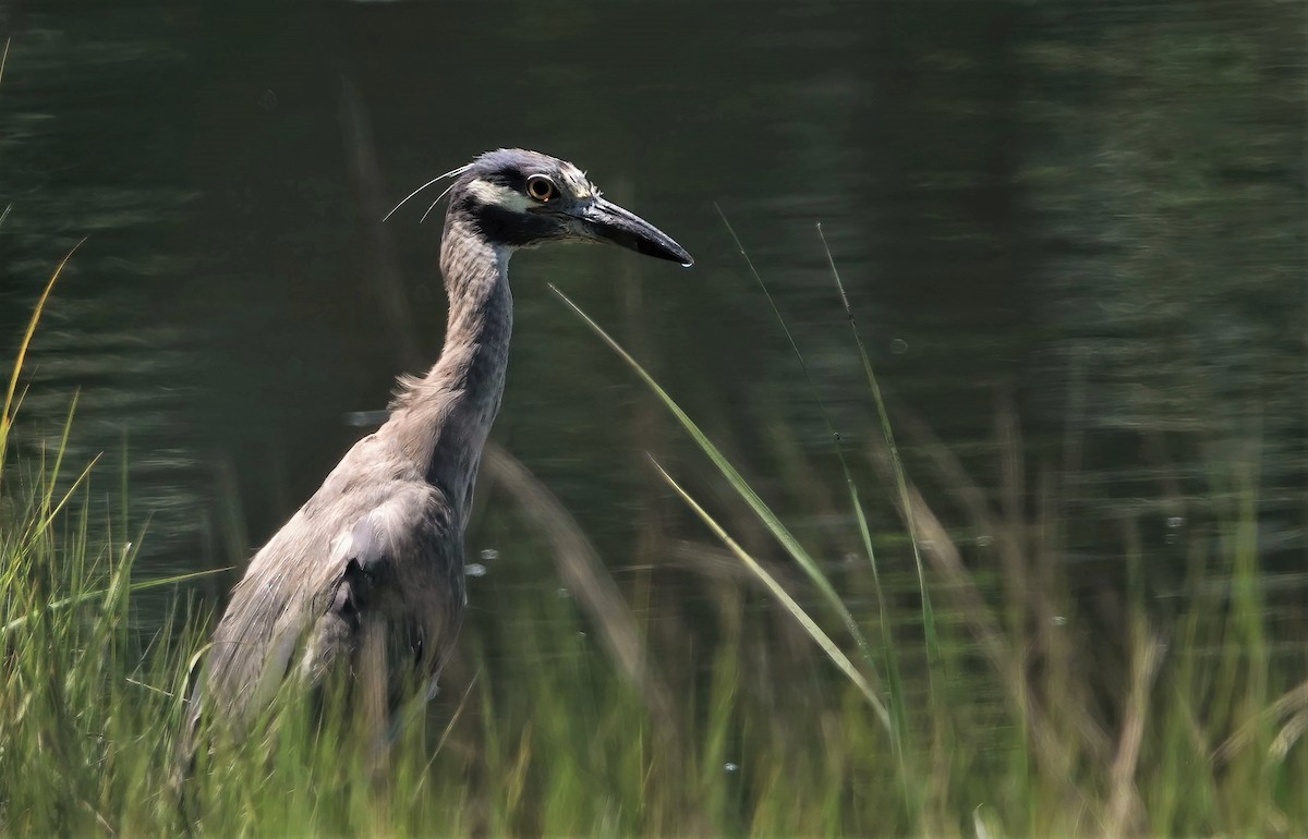 Yellow-crowned Night Heron - ML468179381