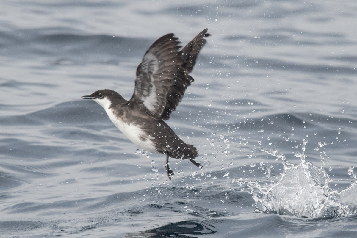 Craveri's Murrelet - ML468180361