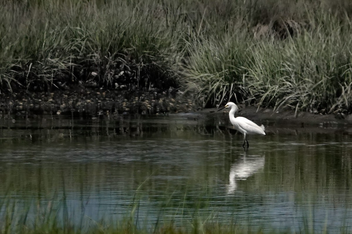 Snowy Egret - ML468181431