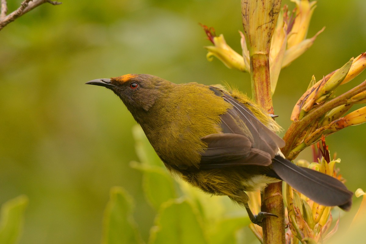 New Zealand Bellbird - Christopher Stephens