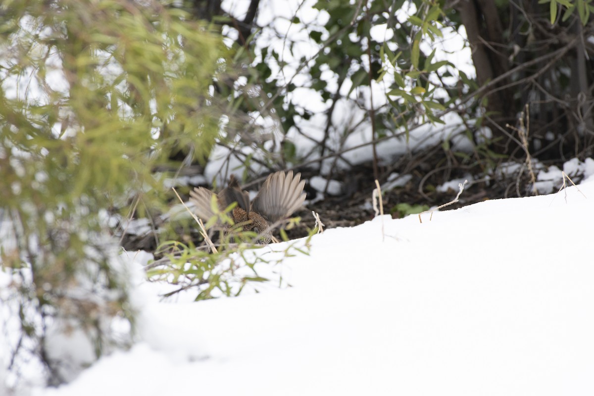 Weißbarttapaculo - ML468182551