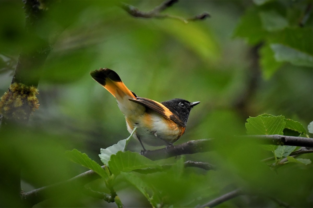 American Redstart - Kelly Kirkpatrick