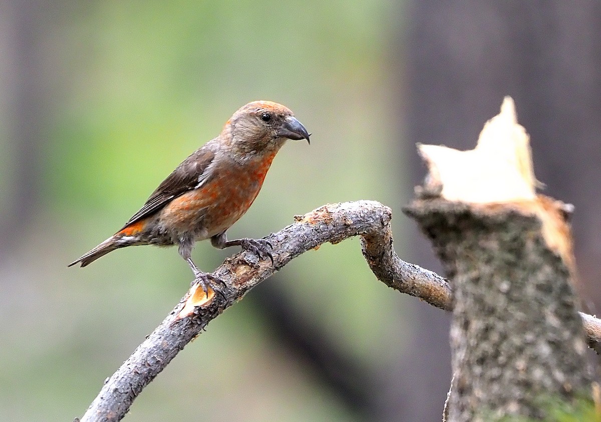 Cassia Crossbill - Aidan Brubaker