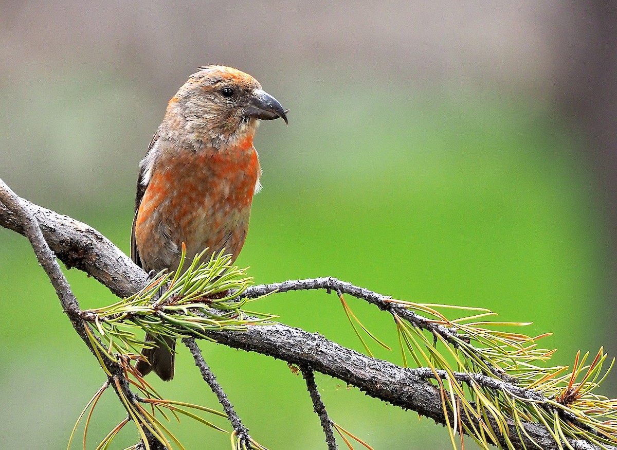 Cassia Crossbill - ML468183171