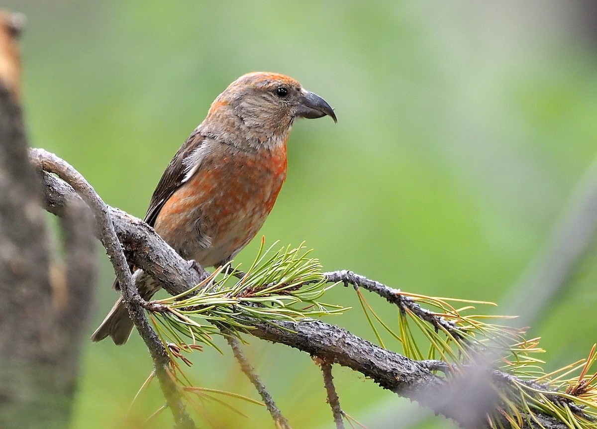 Cassia Crossbill - ML468183181