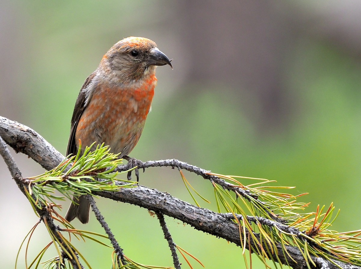 Cassia Crossbill - ML468183211