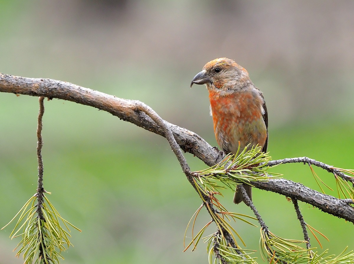 Cassia Crossbill - ML468183221